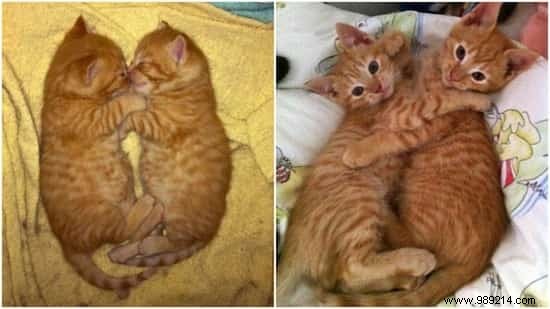 39 Before/After Photos That Show How Love Changed These Cats  Lives. 