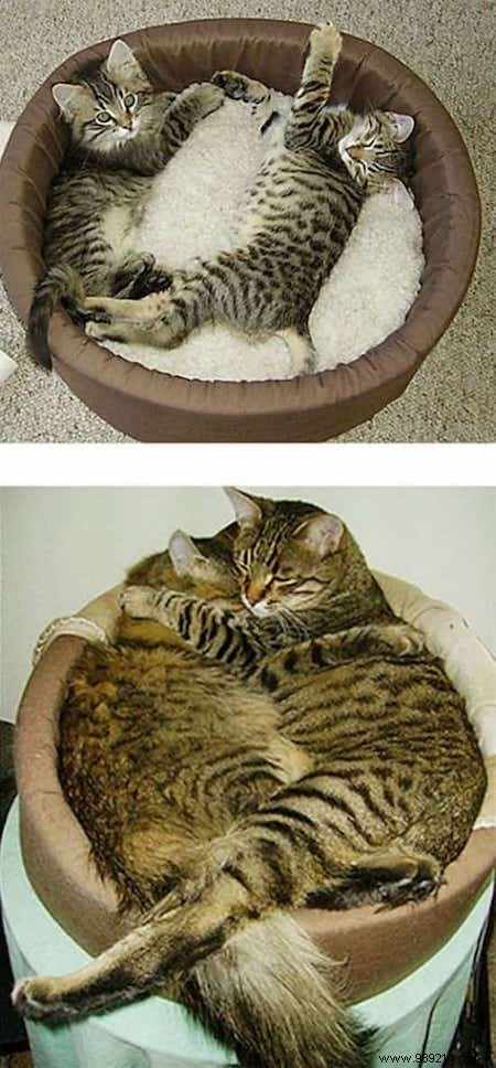 39 Before/After Photos That Show How Love Changed These Cats  Lives. 