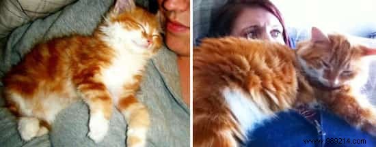 39 Before/After Photos That Show How Love Changed These Cats  Lives. 