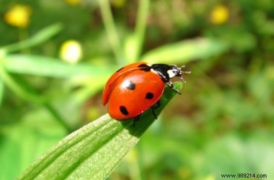 9 Animals That Protect Your Vegetable Garden From Pests. 