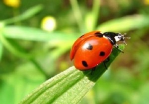 9 Animals That Protect Your Vegetable Garden From Pests. 