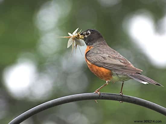 9 Animals That Protect Your Vegetable Garden From Pests. 