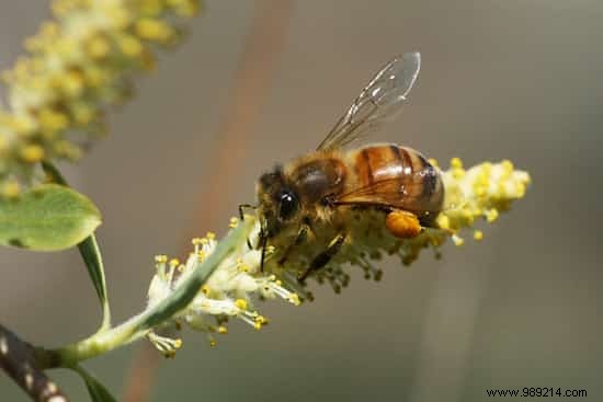 9 Animals That Protect Your Vegetable Garden From Pests. 