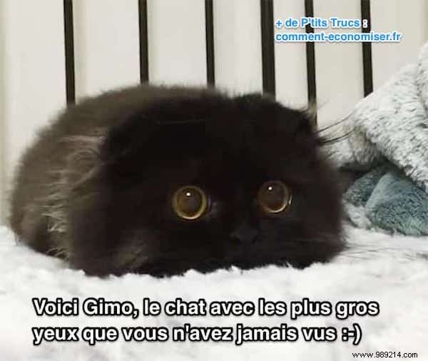 Meet Gimo, the Cat With the BIGGEST EYES You ve Ever Seen! 