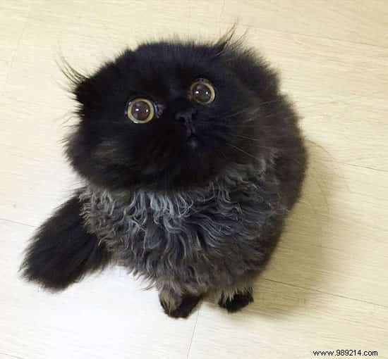 Meet Gimo, the Cat With the BIGGEST EYES You ve Ever Seen! 