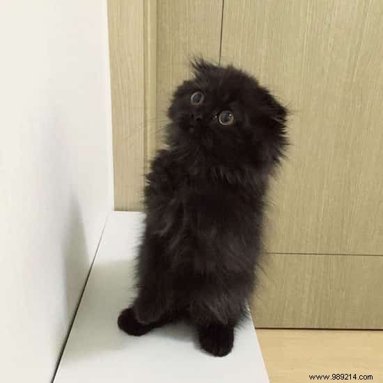 Meet Gimo, the Cat With the BIGGEST EYES You ve Ever Seen! 