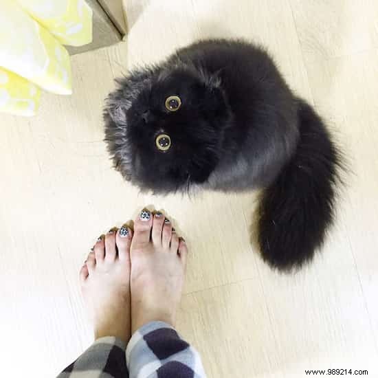 Meet Gimo, the Cat With the BIGGEST EYES You ve Ever Seen! 