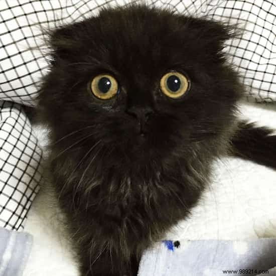 Meet Gimo, the Cat With the BIGGEST EYES You ve Ever Seen! 