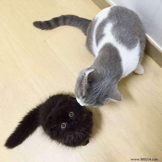 Meet Gimo, the Cat With the BIGGEST EYES You ve Ever Seen! 