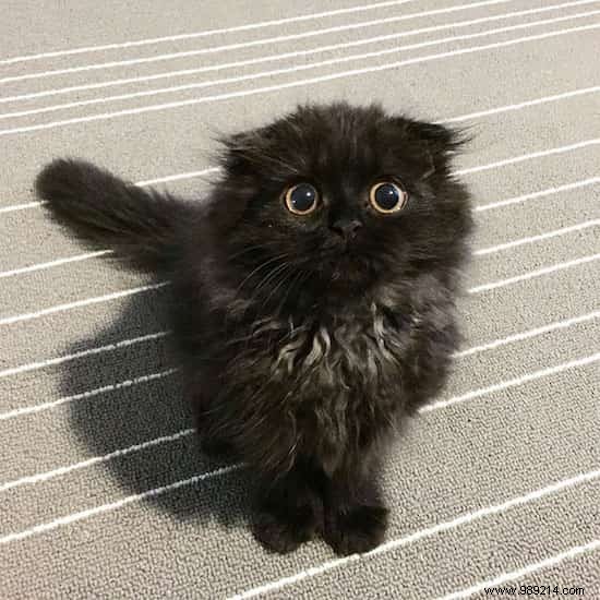 Meet Gimo, the Cat With the BIGGEST EYES You ve Ever Seen! 