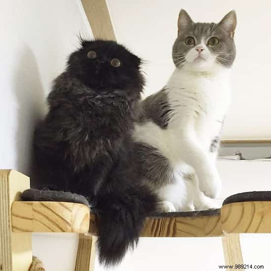 Meet Gimo, the Cat With the BIGGEST EYES You ve Ever Seen! 