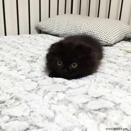 Meet Gimo, the Cat With the BIGGEST EYES You ve Ever Seen! 