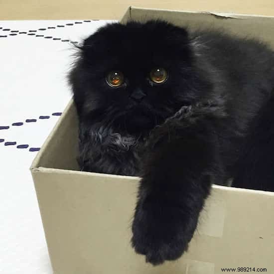 Meet Gimo, the Cat With the BIGGEST EYES You ve Ever Seen! 