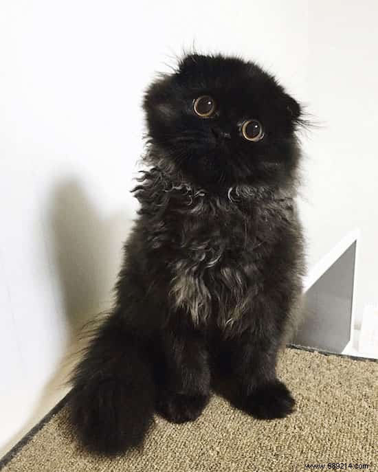 Meet Gimo, the Cat With the BIGGEST EYES You ve Ever Seen! 