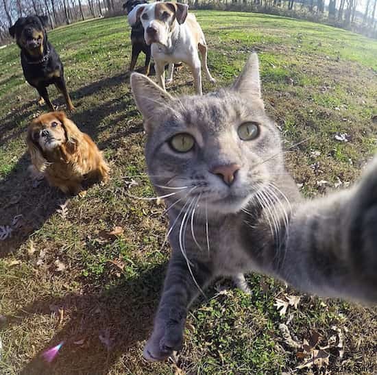 This Self-Taking Cat Takes Better Selfies Than You! 