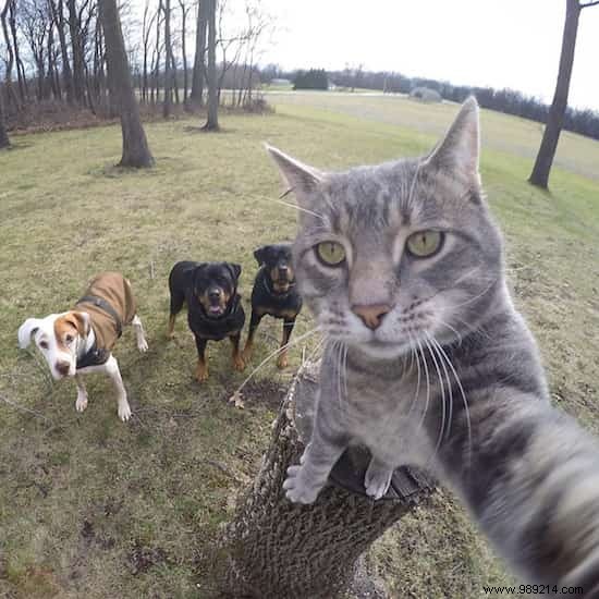 This Self-Taking Cat Takes Better Selfies Than You! 