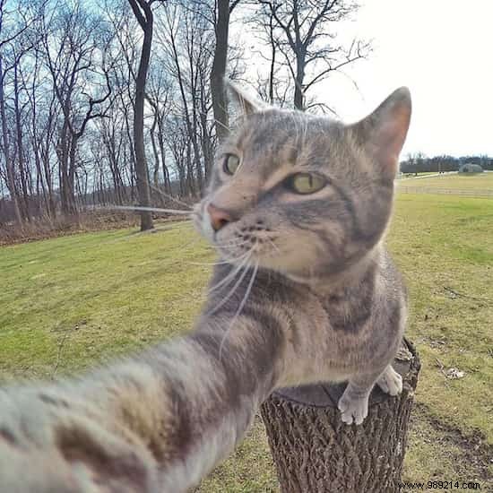 This Self-Taking Cat Takes Better Selfies Than You! 