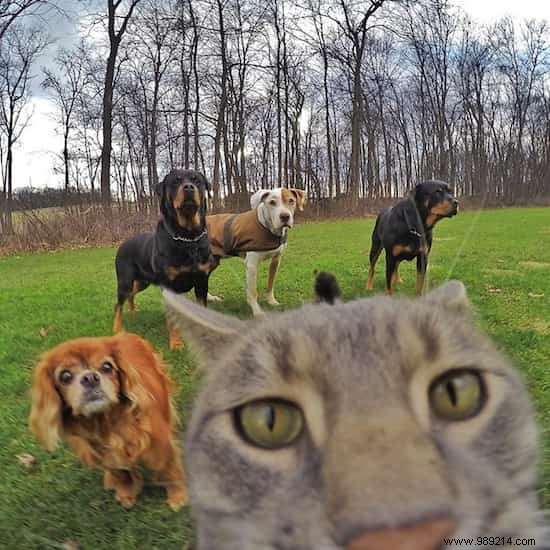 This Self-Taking Cat Takes Better Selfies Than You! 