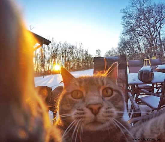 This Self-Taking Cat Takes Better Selfies Than You! 