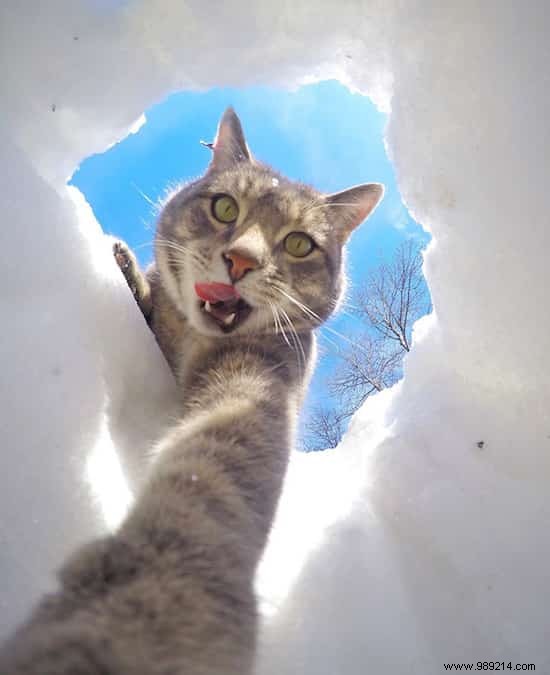 This Self-Taking Cat Takes Better Selfies Than You! 