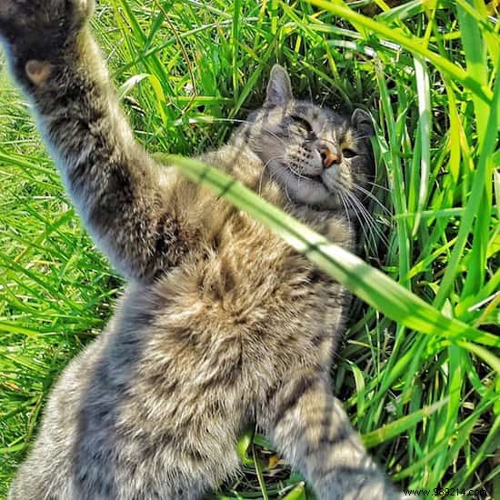 This Self-Taking Cat Takes Better Selfies Than You! 