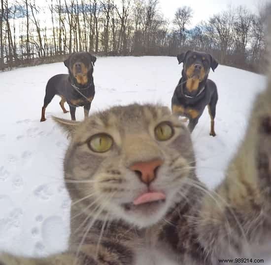 This Self-Taking Cat Takes Better Selfies Than You! 