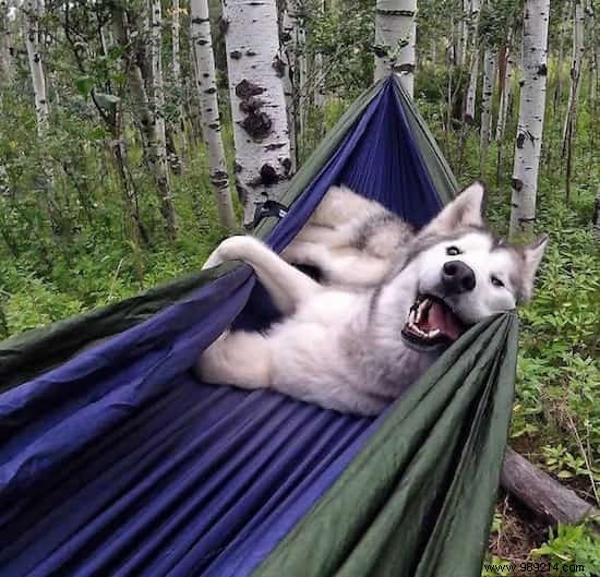 Camping With Your Dog Is An Incredible Experience! The Proof in 20 Photos. 