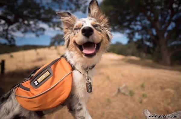 Camping With Your Dog Is An Incredible Experience! The Proof in 20 Photos. 