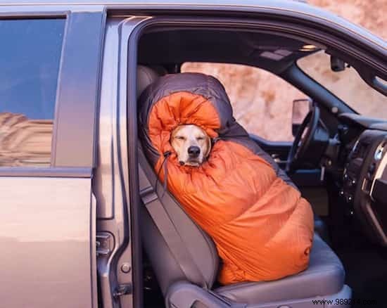 Camping With Your Dog Is An Incredible Experience! The Proof in 20 Photos. 