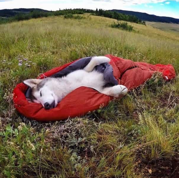 Camping With Your Dog Is An Incredible Experience! The Proof in 20 Photos. 