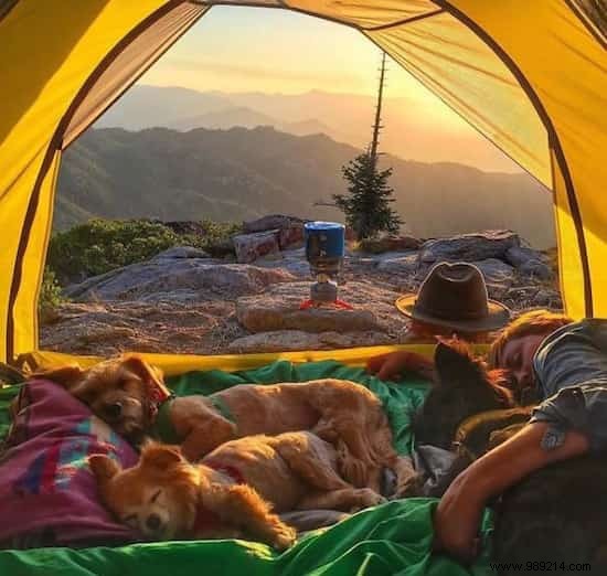 Camping With Your Dog Is An Incredible Experience! The Proof in 20 Photos. 