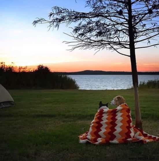 Camping With Your Dog Is An Incredible Experience! The Proof in 20 Photos. 