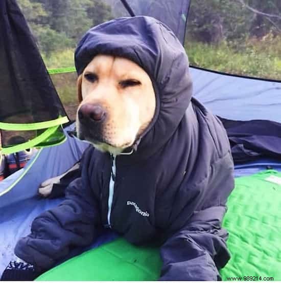 Camping With Your Dog Is An Incredible Experience! The Proof in 20 Photos. 