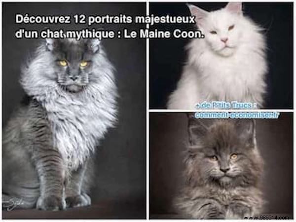 12 Majestic Portraits of a Mythical and Rare Cat:the Maine Coon. 