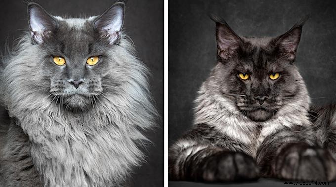 12 Majestic Portraits of a Mythical and Rare Cat:the Maine Coon. 