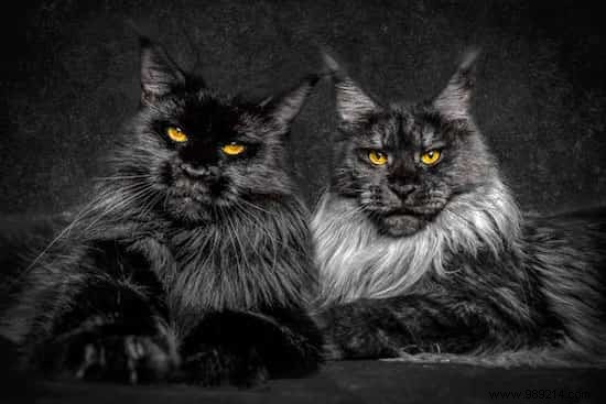 12 Majestic Portraits of a Mythical and Rare Cat:the Maine Coon. 