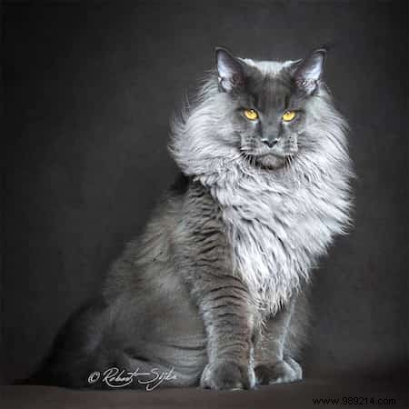 12 Majestic Portraits of a Mythical and Rare Cat:the Maine Coon. 