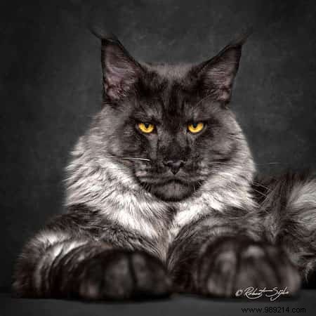 12 Majestic Portraits of a Mythical and Rare Cat:the Maine Coon. 