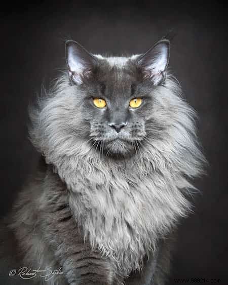 12 Majestic Portraits of a Mythical and Rare Cat:the Maine Coon. 