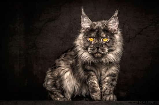 12 Majestic Portraits of a Mythical and Rare Cat:the Maine Coon. 