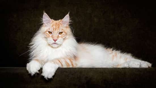 12 Majestic Portraits of a Mythical and Rare Cat:the Maine Coon. 