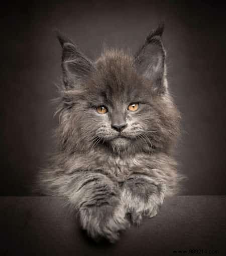 12 Majestic Portraits of a Mythical and Rare Cat:the Maine Coon. 