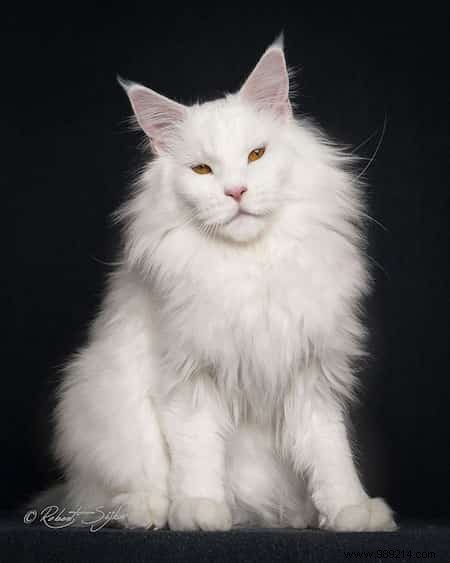 12 Majestic Portraits of a Mythical and Rare Cat:the Maine Coon. 