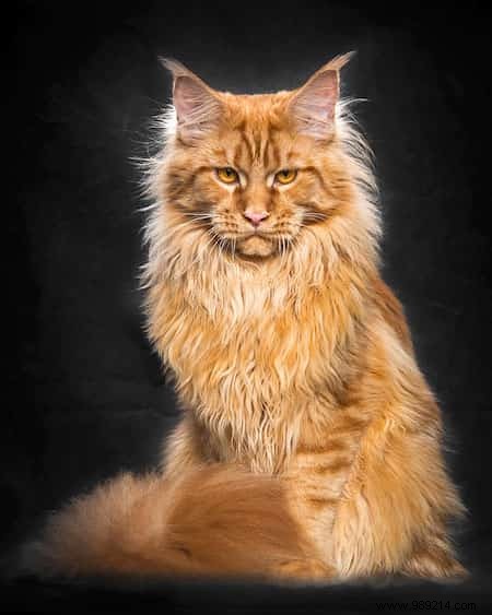 12 Majestic Portraits of a Mythical and Rare Cat:the Maine Coon. 