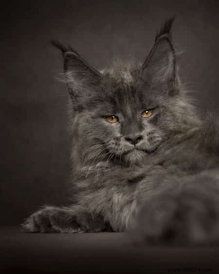 12 Majestic Portraits of a Mythical and Rare Cat:the Maine Coon. 