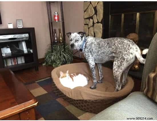 When the Cat Starts Squatting in the Dog s Basket... 