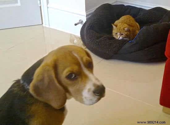 When the Cat Starts Squatting in the Dog s Basket... 