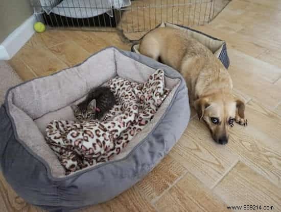 When the Cat Starts Squatting in the Dog s Basket... 