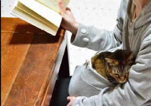 Smart Product:The Kangaroo Sweatshirt To Carry Your Cat EVERYWHERE. 