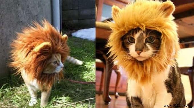 Special Halloween Smart Product:A Lion s Mane For Cat. 